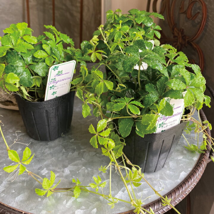 楽天市場 シュガーバイン 3potset 3号 3寸 常緑 観葉植物 インドアグリーン グランドカバー 常緑 多年草 つる性植物 苗 耐暑性 ブーケ テーブルフラワー 草丈 日なた 半日陰 丈夫 寄せ植え 花壇 夏花苗 送料無料 Gardens ガーデンズ