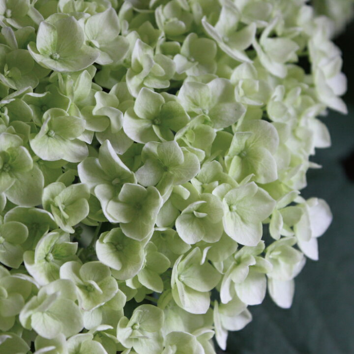 楽天市場 アジサイ アナベル 苗 ル マニフィーク 5 6号 紫陽花 あじさい 鉢植え ハイドランジア 西洋アジサイ アジサイ 希少 ソフト ピンク アナベル 花苗 送料無料 Gardens ガーデンズ