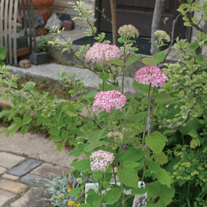 楽天市場 アジサイ アナベル 苗 ピンク アナベル ピンカーベル 5号 5寸 紫陽花 あじさい 鉢植え ハイドランジア 西洋アジサイ アジサイ 希少 ソフト ピンク 花苗 アナベル 送料無料 Gardens ガーデンズ 楽天市場 アジサイ アナベル 苗 ピンク アナベル ピンカーベル 5号 5寸 紫陽花 あじさい 鉢植え ハイドランジア 西洋アジサイ アジサイ 希少 ソフト ピンク 花苗 アナベル 送料無料 Gardens ガーデンズ