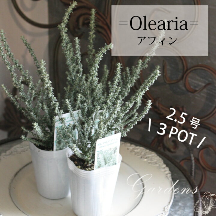 楽天市場 オレアリア アフィン 3potセット 苗 2 5号 2 5寸 シルバーリーフ 常緑低木 寄せ植え 耐寒性 乾燥 オーストラリア オシャレ 庭木 グランドカバー 夏花苗 送料無料 Gardens ガーデンズ 楽天市場 オレアリア アフィン 3potセット 苗 2 5号 2 5寸 シルバーリーフ 常緑低木 寄せ植え 耐寒性 乾燥 オーストラリア オシャレ 庭木 グランドカバー 夏花苗 送料無料 Gardens ガーデンズ