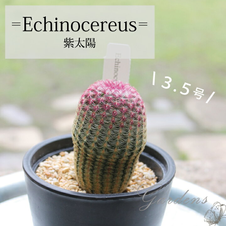楽天市場 観葉植物 サボテン エキノセレウス ルブリスピヌス 紫太陽 さぼてん 1ｐｏｔ おすすめ 3 5号 3 5寸 苗 観葉植物 誕生日 ガーデニング 送料無料 おしゃれな 初心者おすすめ インテリア おうち時間 多肉植物 Gardens ガーデンズ