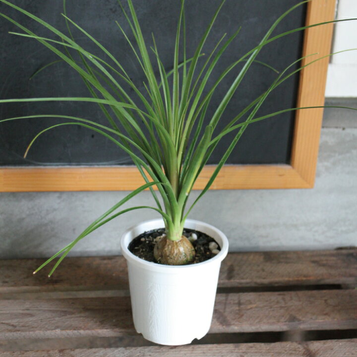 楽天市場 ノリナ トックリラン 4号 4寸 苗 ロックガーデン ドライガーデン 観葉植物 南国 耐暑性 育てやすい 送料無料 夏花苗 Gardens ガーデンズ