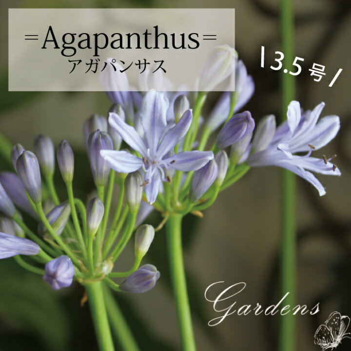 楽天市場 アガパンサス 苗 青 3 5号 3 5寸 2季咲 花苗 宿根草 苗 初心者 送料無料 夏花苗 ムラサキクンシラン 紫君子蘭 ヒガンバナ科 切り花 フラワーアレンジメント Gardens ガーデンズ