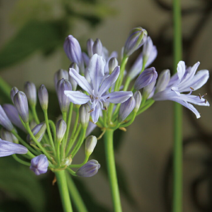 楽天市場 アガパンサス 苗 青 3 5号 3 5寸 2季咲 花苗 宿根草 苗 初心者 送料無料 夏花苗 ムラサキクンシラン 紫君子蘭 ヒガンバナ科 切り花 フラワーアレンジメント Gardens ガーデンズ