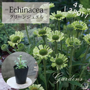 苗 多年草 生花の人気商品 通販 価格比較 価格 Com 苗 多年草 生花の人気商品 通販 価格比較 価格 Com