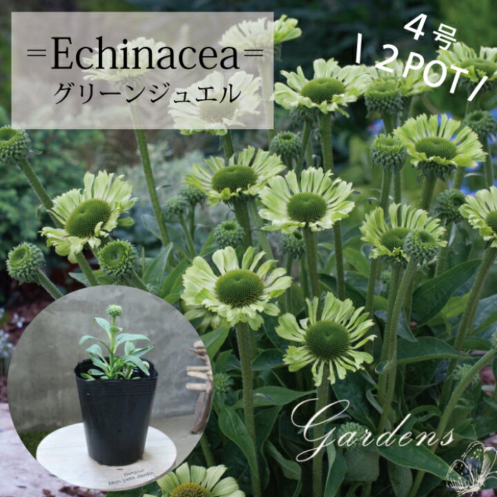 楽天市場 エキナセア プルプレア グリーンジュエル 苗 ２ポットセット 4号 4寸 キク科 宿根草 花苗 耐寒性 耐暑性 夏 花壇 寄せ植え 多年草 送料無料 Gardens ガーデンズ