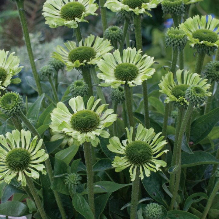 楽天市場 エキナセア プルプレア グリーンジュエル 苗 ２ポットセット 4号 4寸 キク科 宿根草 花苗 耐寒性 耐暑性 夏 花壇 寄せ植え 多年草 送料無料 Gardens ガーデンズ