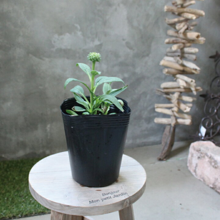 楽天市場 エキナセア プルプレア グリーンジュエル 苗 ２ポットセット 4号 4寸 キク科 宿根草 花苗 耐寒性 耐暑性 夏 花壇 寄せ植え 多年草 送料無料 Gardens ガーデンズ