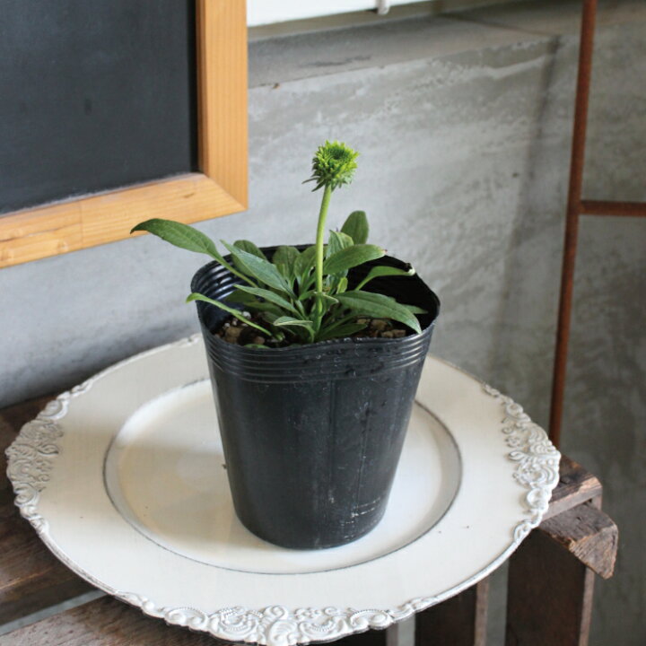 楽天市場 エキナセア プルプレア グリーンジュエル 苗 ２ポットセット 4号 4寸 キク科 宿根草 花苗 耐寒性 耐暑性 夏 花壇 寄せ植え 多年草 送料無料 Gardens ガーデンズ