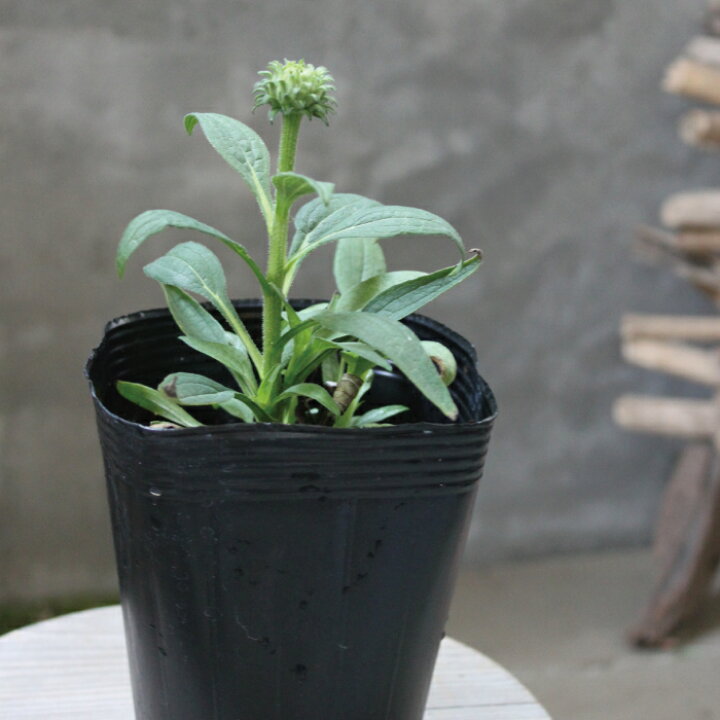 楽天市場 エキナセア プルプレア グリーンジュエル 苗 ２ポットセット 4号 4寸 キク科 宿根草 花苗 耐寒性 耐暑性 夏 花壇 寄せ植え 多年草 送料無料 Gardens ガーデンズ