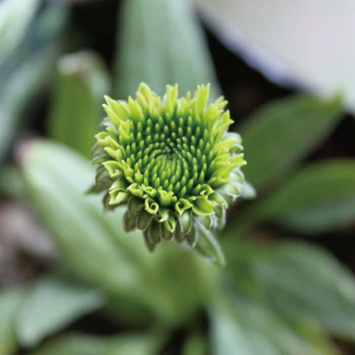 楽天市場 エキナセア プルプレア グリーンジュエル 苗 ２ポットセット 4号 4寸 キク科 宿根草 花苗 耐寒性 耐暑性 夏 花壇 寄せ植え 多年草 送料無料 Gardens ガーデンズ