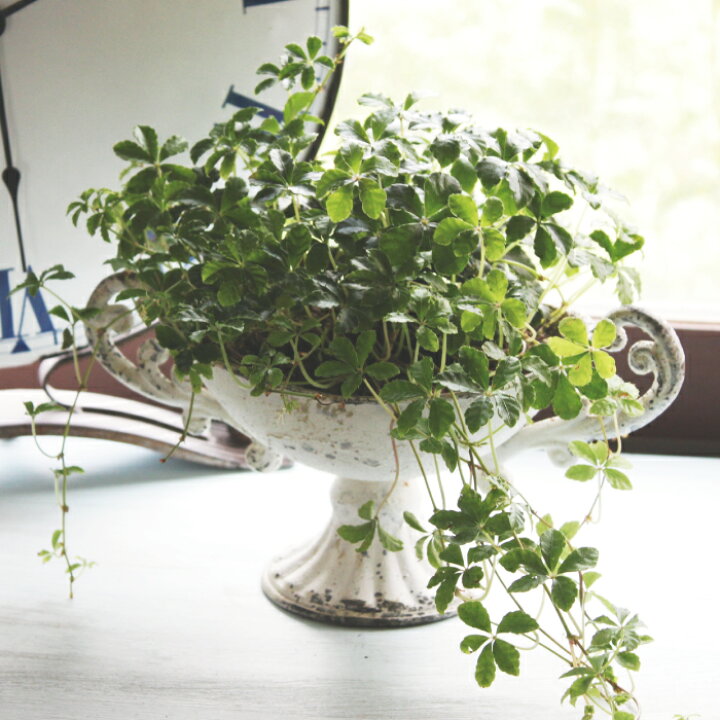 楽天市場 シュガーバイン 3potset 3号 3寸 常緑 観葉植物 インドアグリーン グランドカバー 常緑 多年草 つる性植物 苗 耐暑性 ブーケ テーブルフラワー 草丈 日なた 半日陰 丈夫 寄せ植え 花壇 夏花苗 送料無料 Gardens ガーデンズ