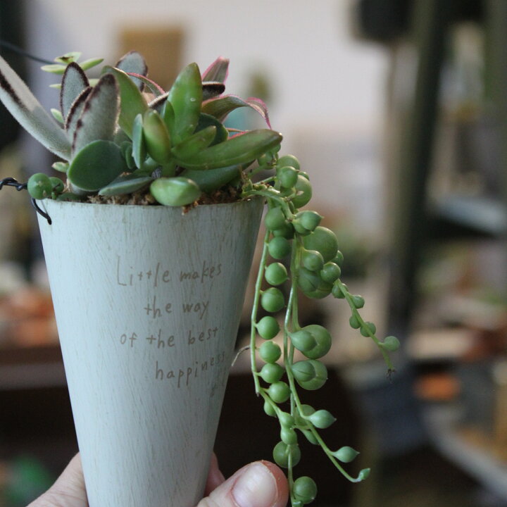 楽天市場】多肉植物 寄せ植え 多肉植物 セット リトルハンギングブリキ 