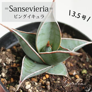 TXxA sOCL sNCO 󏭕i 3.5 3.5@c@C@C ϗtA ChAO[ CeA  yz@@Ă₷@}