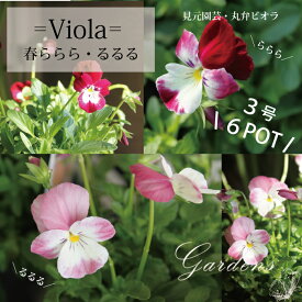 【マラソン期間限定★エントリーでP10倍+MAX10％OFFクーポン】見元園芸 丸弁ビオラ 「 春ららら・春るるる 」 見元ビオラ ビオラ 苗 6POTセット 3寸 3号 育苗 花苗 寄せ植え 花壇 Viola【送料無料】 色 ヴィオラ パンジー