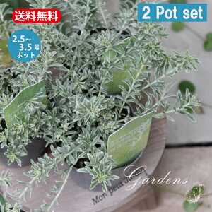 u EFXgMA X[L[zCg 2|bgZbg v OhJo[  N I[XgA[Y}[ Vo[ c 2.5`3 2.5`3   Ԗ ĉԕc I[Wvc 