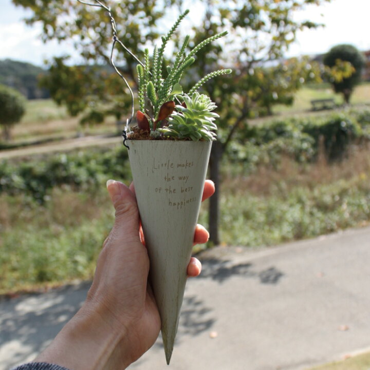 楽天市場】多肉植物 寄せ植え 多肉植物 セット リトルハンギングブリキ 