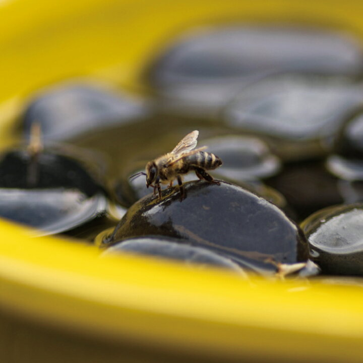 楽天市場 ミツバチと蝶のバス Bee Butterfly Bath ガーデニング 陶器 エッシャーデザイン 虫 蝶 蝶々 ちょうちょ 蜂 ハチ ミツバチ 餌付け 餌台 オランダ ガーデン お庭 置物 にわ オブジェ オーナメント 送料無料 Gardens ガーデンズ