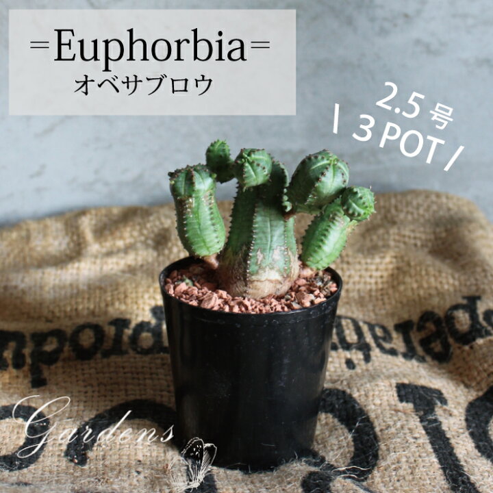 楽天市場 ユーフォルビア オベサブロウ ３potセット 2 5号 2 5寸 多肉植物 サボテン インドアグリーン 苗 観葉植物 引越祝い 開店祝い 新築祝い プレゼント 贈り物 送料無料 Gardens ガーデンズ