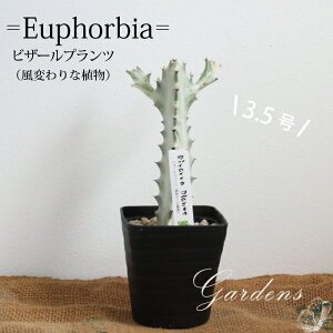 [tHrA@zCgS[Xg@rU[vc@3.5 3.5@A@ChAO[ c ϗtA zj JXj Vzj v[g 蕨 yz