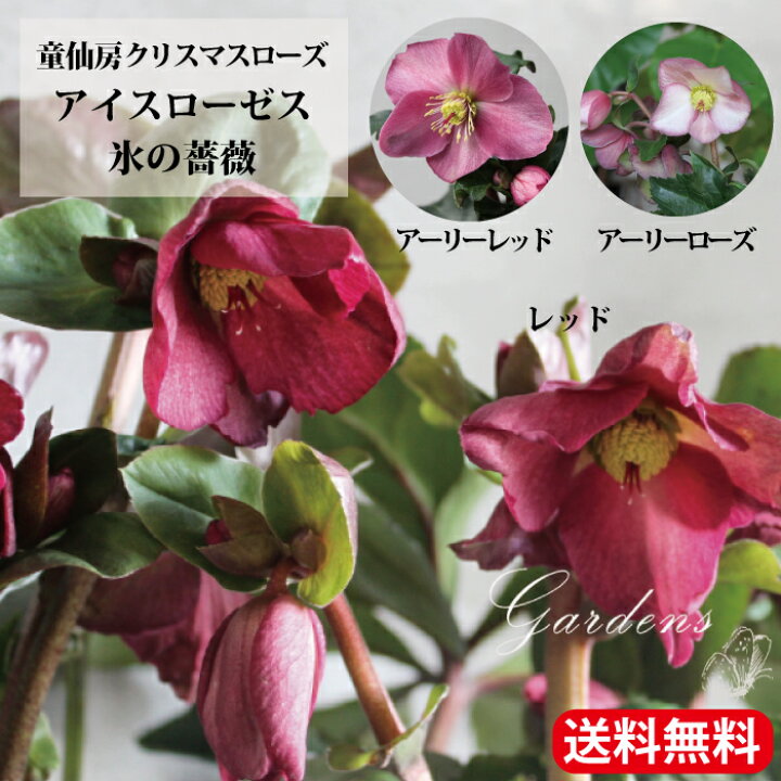 楽天市場】クリスマスローズ 氷の薔薇 苗 アイスローゼス アーリー 