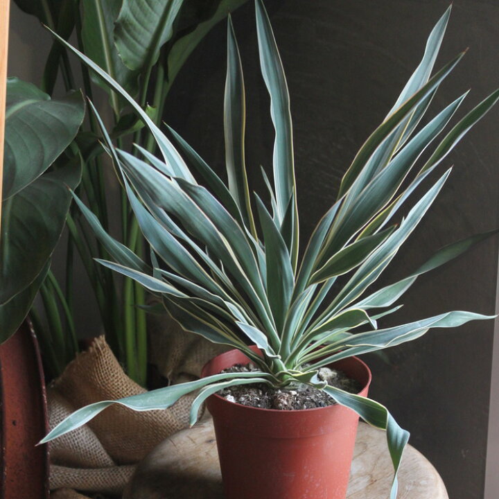 楽天市場】ユッカ 『 グロリオサ バリエガータ 』 Yucca gloriosa 