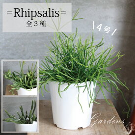 リプサリス　4号　4寸　 カスッサ　ホリダ　エワルディアナ　花苗　多肉植物　観葉植物 インドアグリーン【送料無料】着生植物 森林サボテン 男前　カッコイイ