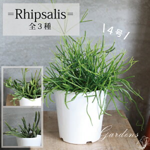 vTX@4@4@ JXbT@z_@GfBAi@ԕc@A@ϗtA ChAO[yzA XуT{e jO@JbRCC