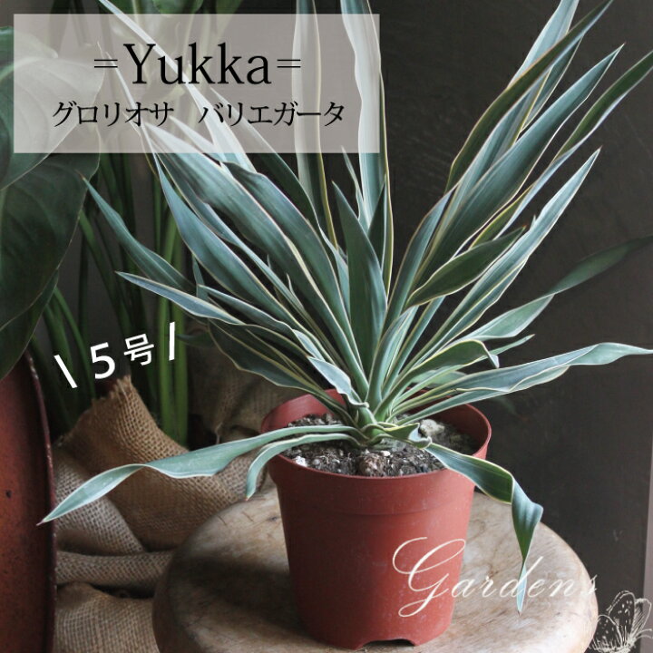 楽天市場】ユッカ 『 グロリオサ バリエガータ 』 Yucca gloriosa 