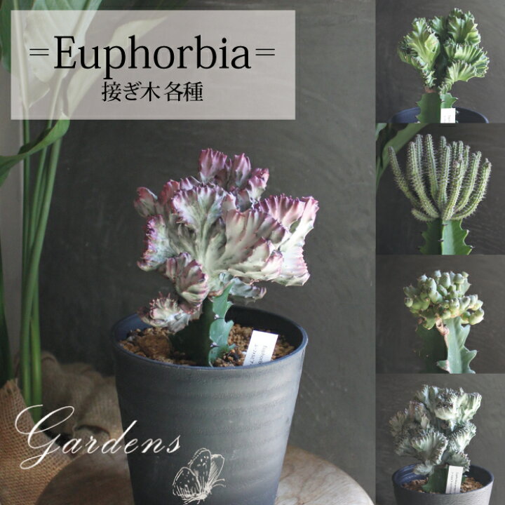楽天市場】ユーフォルビア 接木 5種 5号 5寸 多肉植物 インドア 