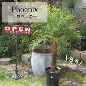 ＼4/25限定！抽選で100％ポイントバック／フェニックス　ロベレニー　シンノウヤシ　8号　8寸　Phoenix roebelenii 苗 観葉植物 ヤシの木　南国　引越祝い 開店祝い 新築祝い プレゼント 贈り物 【送料無料】