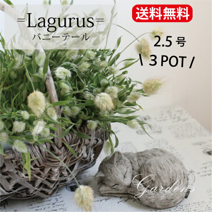 楽天市場】ラグラス オバタス ラビットテール グラス バニーテール 