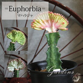 ユーフォルビア　マハラジャ　4号 4寸　接木　多肉植物　インドアグリーン 苗 観葉植物 引越祝い 開店祝い 新築祝い プレゼント 贈り物　男前　カッコイイ　サボテン ガーデニング オーナメント 【送料無料】