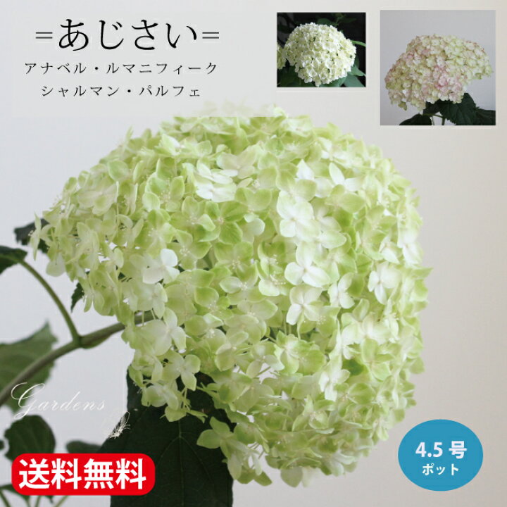 楽天市場】アジサイ アナベル 苗 4.5〜5.5号 ル・マニフィーク 
