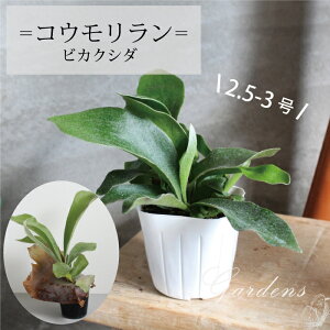 �v���e�B�Z���E���@�R�E���������@2.5-3���@2.5-3���@�r�J�N�V�_�@����������@�����A���@�����@�V�_�A���@�C���h�A�O���[�� �c �ϗt�A�� �j�O�@�J�b�R�C�C �y���������z