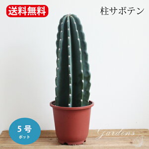 観葉植物 5号 サボテンの人気商品・通販・価格比較 - 価格.com