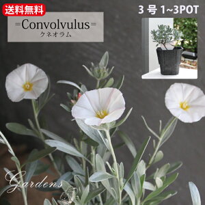 R{uX NlI@c@3@3@3POTZbg@h ԕc Ϗ  ϊ OhJo[  N yz