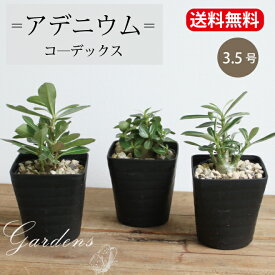 ＼4/20限定！抽選で100％ポイントバック／アデニウム　コーデックス adenium　3.5号　3.5寸　見計らい 花 インドアグリーン 苗 観葉植物 引越祝い 開店祝い 新築祝い プレゼント 贈り物 【送料無料】　塊根植物