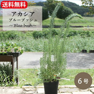 AJVAEu[ubV Acacia covenyi Blue bush c 6 6 ԕc Ϗ  ΍Lt I[W[vc OhJo[ yz