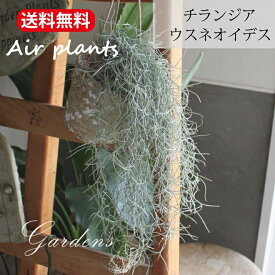 ウスネオイデス チランジア エアプランツ 観葉植物 インドアングリーン 【送料無料】ギフト おうち ナチュラル 吊り 土がいらない 壁掛け 吊り下げ 誕生日 ギフト 人気 育てやすい　ハンキング　スパニッシュモス　エアプランツ 吊り下げ ハンギング 男前　カッコイイ