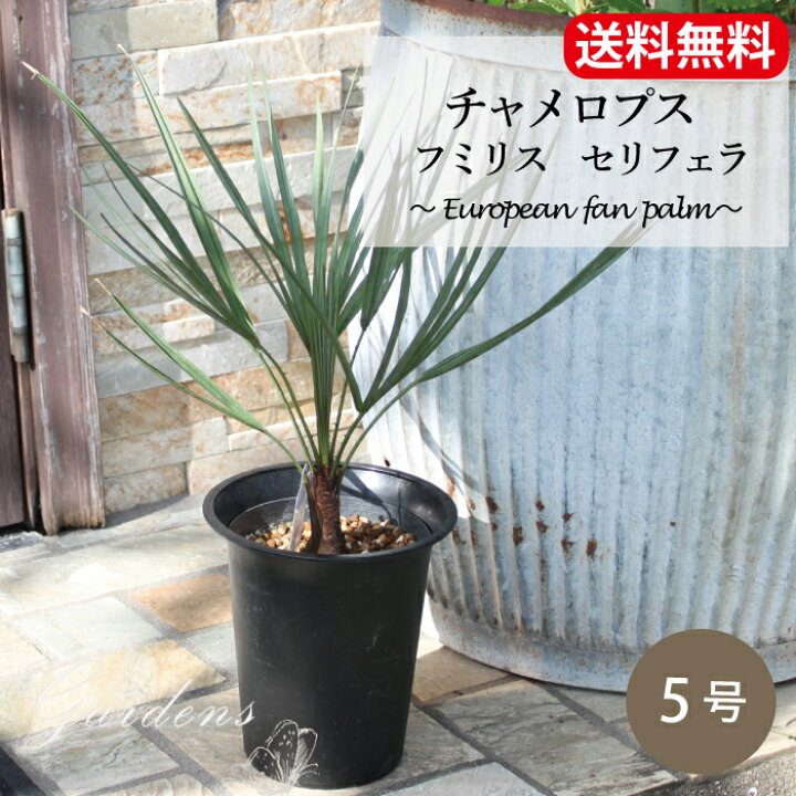 楽天市場】チャメロプス フミリス セリフェラ 5号 5寸 苗 Chamaerops 