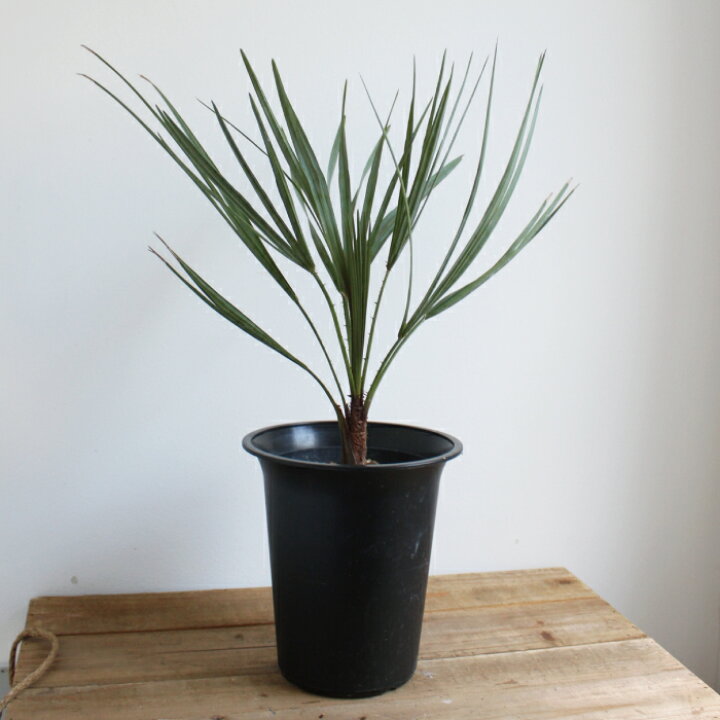 楽天市場】○4/4〜10☆エントリーで＋P10倍＆最大10％OFFクーポン  