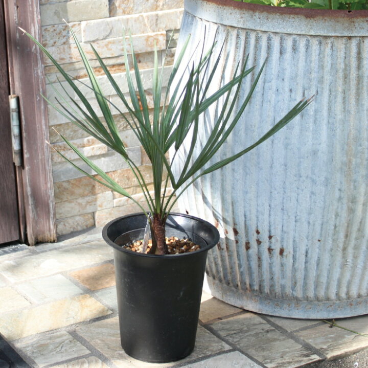 楽天市場】○4/4〜10☆エントリーで＋P10倍＆最大10％OFFクーポン  