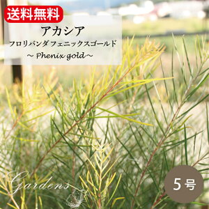 yԌGg[P10{MAX10OFFN[|zAJVA to_ tFjbNXS[h Acacia floribunda "Phenix gold" c 5 5   I[W[vc OhJo[ yz