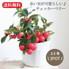 チェッカーベリー 実物 ゴールテリア ビッグベリー 3ポットセット 2.5号 2.5寸 赤い実 冬 寄せ植え 花苗 セット 送料無料 常緑性低木 ポット苗 ツツジ科 クリスマス 耐寒性 耐陰性 ガーデニング 寄せ植え ハンギング 紅葉