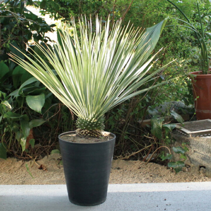 楽天市場】ユッカ 『 ロストラータ 』 Yucca rostrata 10号 10寸 苗 