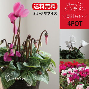 ySS聚Gg[őSi{P5{MAX15%N[|zK[fVN ԕc Zbg  cVN v炢 4|bgZbg 3c 3 3 񂹐A Ԓd yz