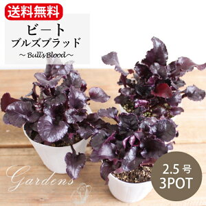 yz r|guYubh 3|bgZbg 2.5 2.5 OhJo[  2N 1N ԕc Zbg  VF[hK[f J[[t |bgc 񂹐A