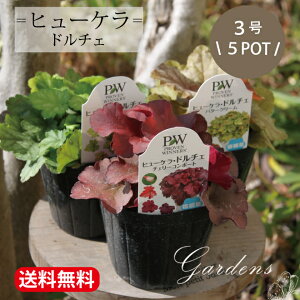 q[P h`F q[Ph`F nfB c 5PZbg 3|bg 3 J[[t 񂹐A 10.5cm|bg J[~bNX OhJo[  N    Av[` G