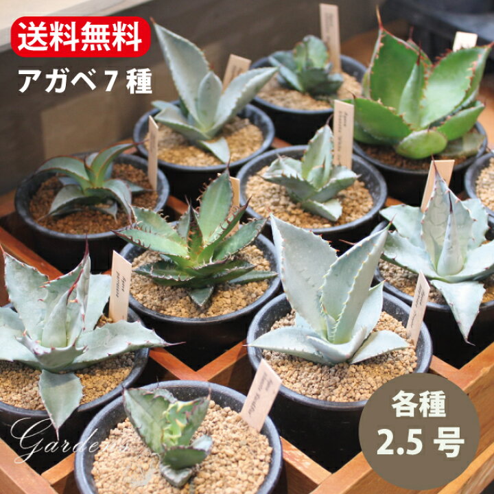 楽天市場】アガベ 7種 ホリダ インプレッサ ボビコルヌータ パラサナ 